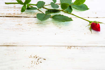 Flower of rose background. Red rose isolated on white wooden planks background useful as valentine's background, greeting card, wedding invitation.の写真素材