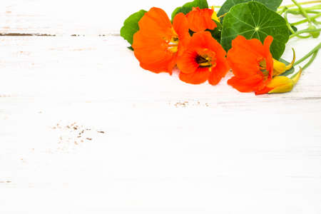 Wallpaper with flowers of nasturtium isolated on white wood background useful as greeting card, mothers day or invitations card.の写真素材