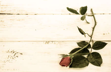 Background with flower of rose, stylized on vintage isolated on white wooden planks background useful as valentine's background, greeting card, wedding invitation.の写真素材