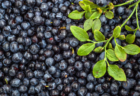 Blueberries picked in forest, background textureの写真素材