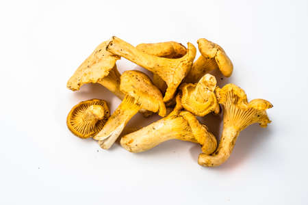 Chanterelles mushrooms on a white background.の写真素材
