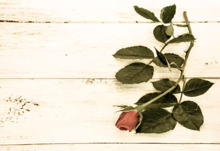 Background with flower of rose, stylized on vintage isolated on white wooden planks background useful as valentine's background, greeting card, wedding invitation.の写真素材