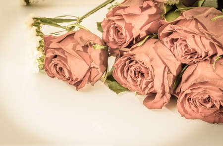 Vintage photo of roses flowers on white background.の写真素材