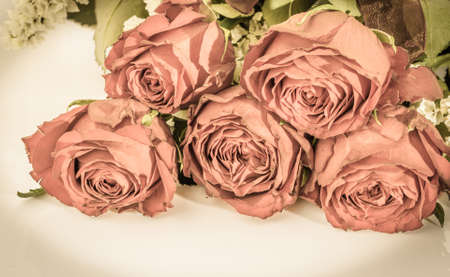Vintage photo of roses flowers on white background.の写真素材