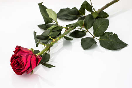 Flower of rose background. Red rose isolated on white background useful as valentine card background, greeting card, wedding invitation.の写真素材