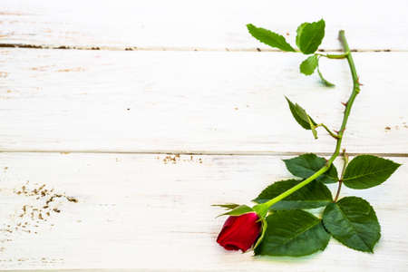 Flower of rose background. Red rose isolated on white wooden planks background useful as valentine's background, greeting card, wedding invitation.の写真素材