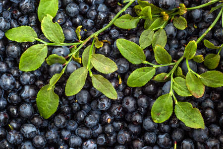 Blueberries picked in forest, background textureの写真素材