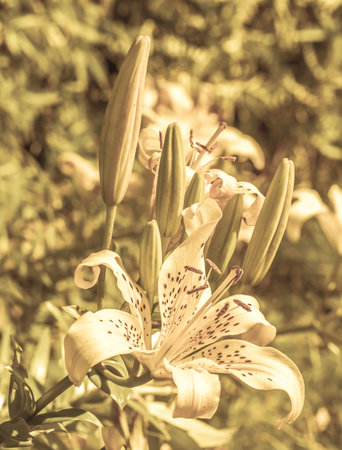 Yellow lilies flowers in the summer garden.の写真素材