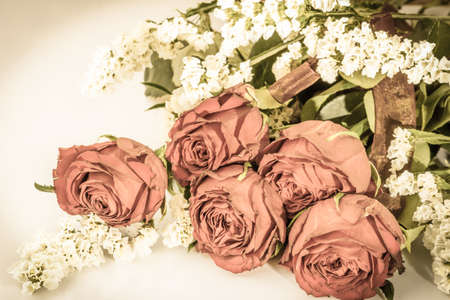 Vintage photo of roses flowers on white background.の写真素材