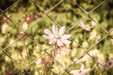 A cosmos flowers backgrounds. Summer flowers in the summer garden. Shallow depth of field.の写真素材