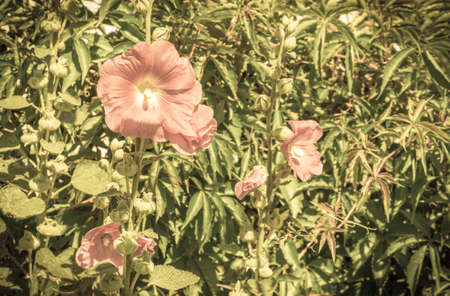 Pink hollyhocks flowers in the summer garden.の写真素材