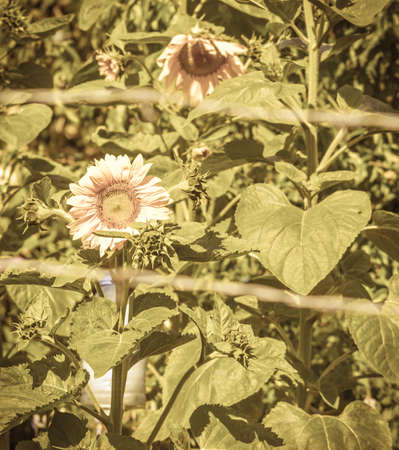 Sunflowers in the summer garden.の写真素材