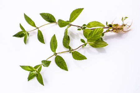 Fresh green mint herb with roots isolated on white background.の写真素材