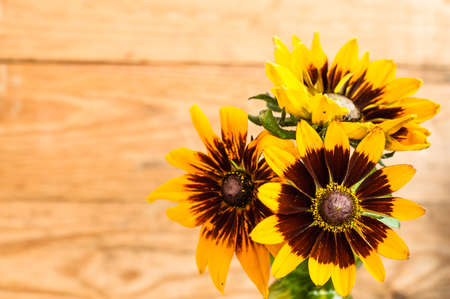 Rudbeckia flowers backgrounds. Summer flowers bouquet on wood background with shallow depth of field useful as greeting card or birthday card.の写真素材