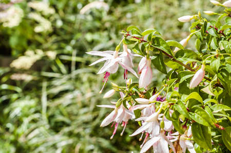 Fuchsia potted flowers, selective focus with blurred background.の写真素材