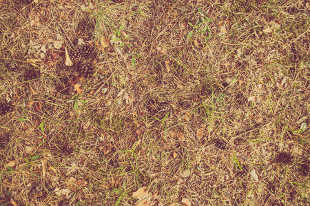 Litter of autumn forest with pine cones, sticks, grass and needles. Vintage photo.の写真素材