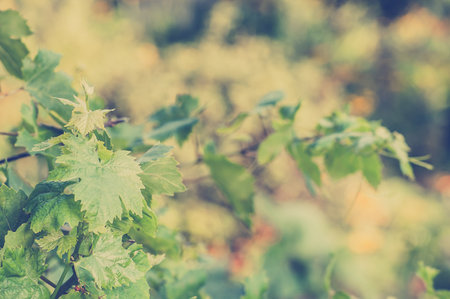 Young shoots of vine with lush leaves on blurred green background of garden, vintage photo close-up.の写真素材