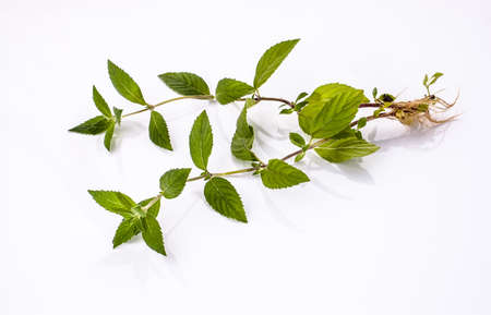 Fresh green mint herb with roots isolated on white background.の写真素材