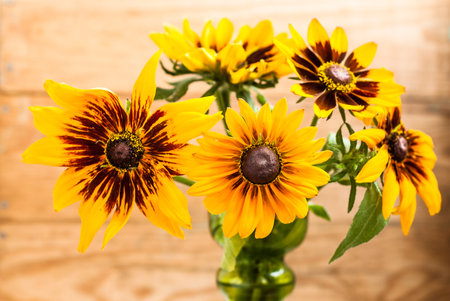 Rudbeckia flowers backgrounds. Summer flowers bouquet on wood background with shallow depth of field useful as greeting card or birthday card.の写真素材