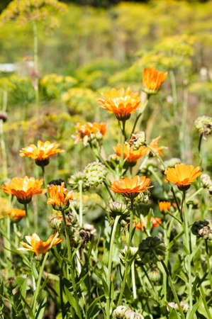 Marigold, Calendula officinalis summer flowers backgrounds. Flowers in the summer garden. Selective focus with blurred background.の写真素材