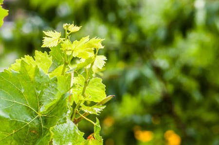 Young shoots of vine with lush leaves on blurred green background of gardenの写真素材