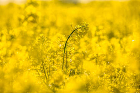 Scenic landscape with yellow rapeseed field. Blooming canola flowers close-up. Yellow flowering rape...
