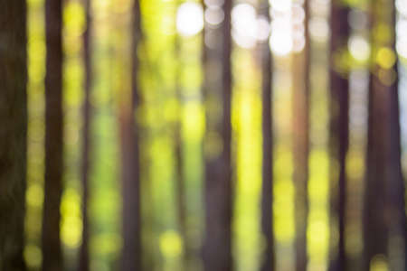 Out of focus forest, defocused blurry bokeh backgroundの写真素材