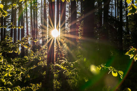 Landscape with sun and forest at sunrise. Sun rays shine through trees making colorful sunbeams.の写真素材