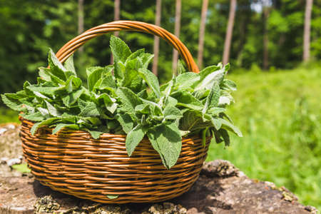 Fresh mint. Basket with freshly harvested wild mint plant. Spring herbs harvest.の写真素材