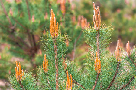 Fresh pine buds in spring.の写真素材