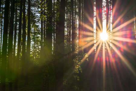 Landscape with sun and forest at sunrise. Sun rays shine through trees making colorful sunbeams.の写真素材