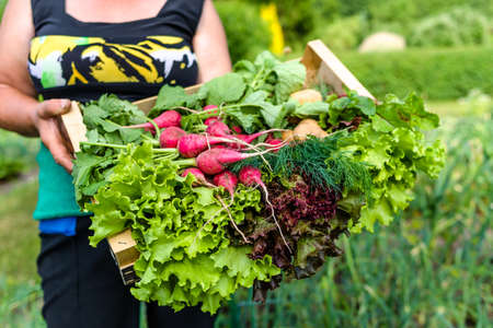 Harvesting vegetable in the garden. Farmer with freshly harvested leafy vegetables, organic farming concept.の写真素材