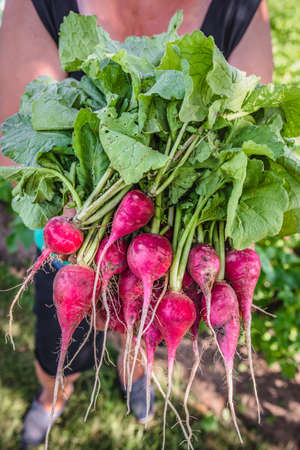 Harvesting radish in the garden. Farmer with freshly harvested vegetables, organic farming concept.の写真素材