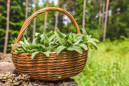 Fresh mint. Basket with freshly harvested wild mint plant. Spring herbs harvest.の写真素材