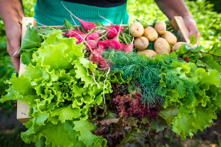 Farmer with vegetables in the basket. Freshly harvested produce in the garden - farm fresh vegetable, organic farming concept.の写真素材