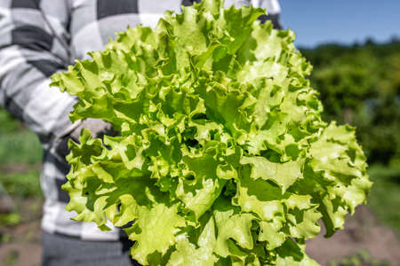 Harvesting green salad - lettuce leaves in the garden. Farmer with freshly harvested vegetable, organic farming concept.の写真素材