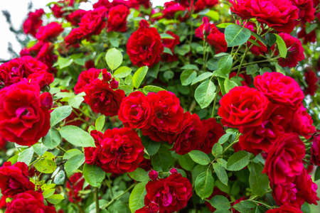 Beautiful red roses in the garden. Valendines day background.の写真素材