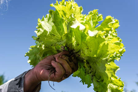 Farmer holding fresh green lettuce in hand. Freshly harvested green salad leaves. Bio organic vegetables farming concept.の写真素材