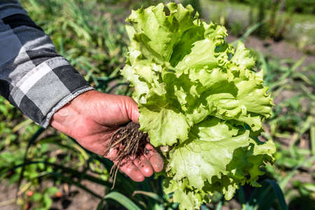Farmer holding fresh green lettuce in hand. Freshly harvested green salad leaves. Bio organic vegetables farming concept.の写真素材