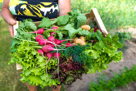 Harvesting vegetable in the garden. Farmer with freshly harvested leafy vegetables, organic farming concept.の写真素材