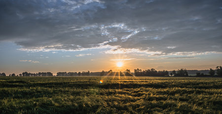 Wheat field, panorma. Landscape of agricultural crop and sunset sky.の写真素材