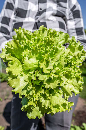 Harvesting green salad - lettuce leaves in the garden. Farmer with freshly harvested vegetable, organic farming concept.の写真素材