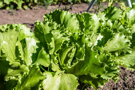 Green lettuce leaves in the vegetable field. Gardening background with green salad plants in the ground. Bio vegetables, organic farming concept.の写真素材