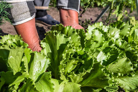 Fresh green lettuce salad from the ground. Farmer picking vegetables, organic produce harvested from the garden, organic farming concept.の写真素材