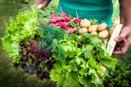 Harvesting vegetable in the garden. Farmer with freshly harvested leafy vegetables, organic farming concept.の写真素材