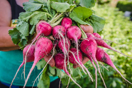 Harvesting radish in the garden. Farmer with freshly harvested vegetables, organic farming concept.の写真素材