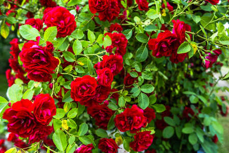 Beautiful red roses in the garden. Valendines day background.の写真素材