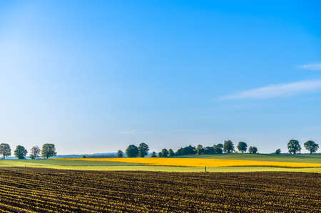 Countryside landscape. Farm field with growth of plants: young corn sproots, yellow blooming rapeseed, grass and trees on blue sky in spring rural scenery. Agricultural background.の写真素材