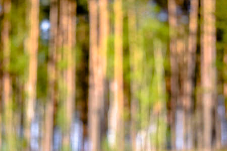 Out of focus forest, defocused blurry bokeh backgroundの写真素材
