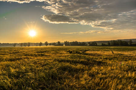 Wheat field, panorma. Landscape of agricultural crop and sunset sky.の写真素材